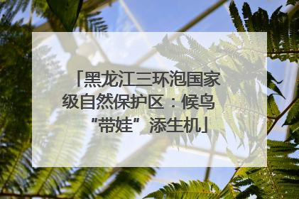黑龙江三环泡国家级自然保护区：候鸟“带娃”添生机